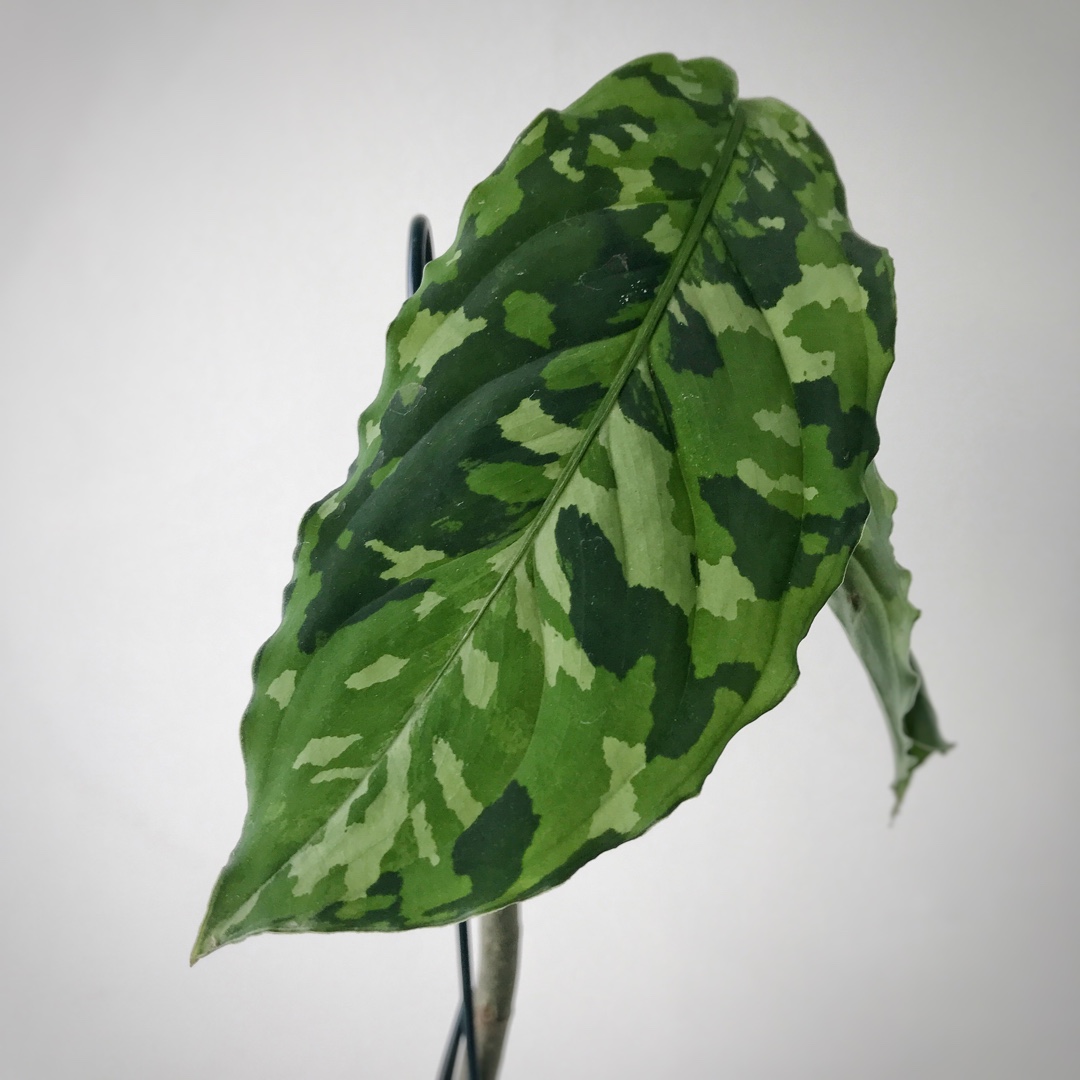 Aglaonema Pictum Tricolor in the GardenTags plant encyclopedia Chinese Evergreen Tricolor in the GardenTags plant encyclopedia