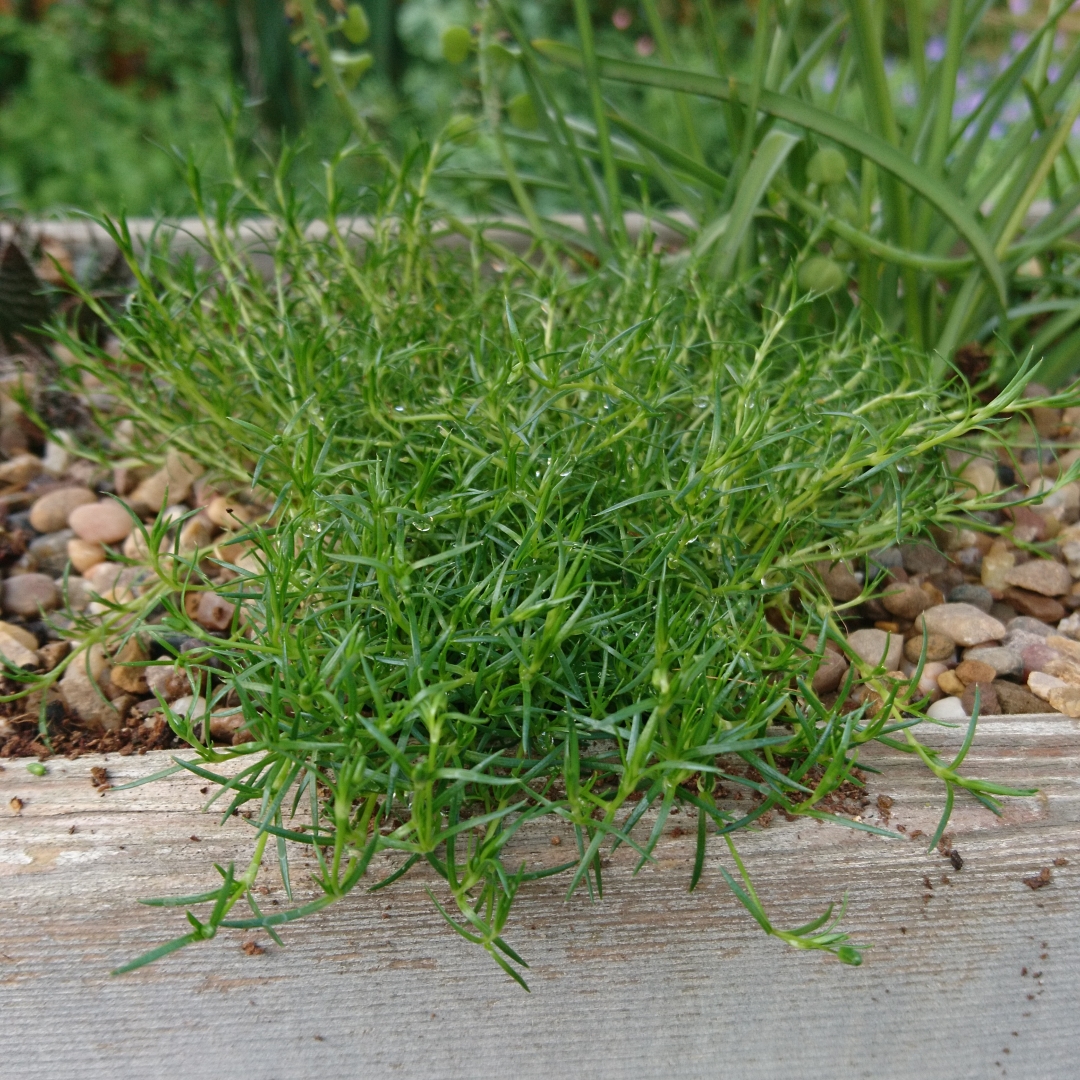 Sagina subulata Supreme in the GardenTags plant encyclopedia Irish moss Supreme in the GardenTags plant encyclopedia