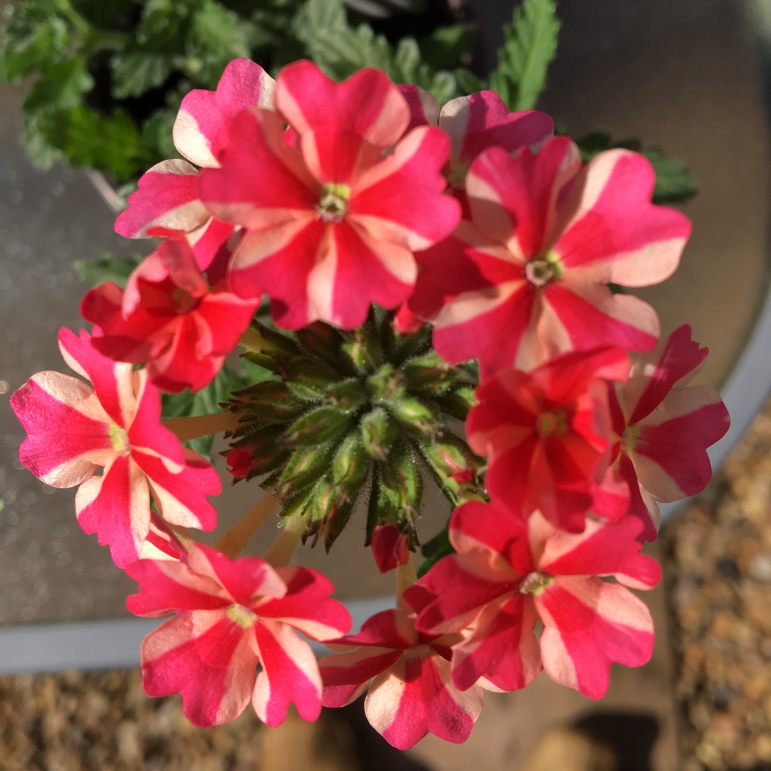 Verbena samira Rose Star in the GardenTags plant encyclopedia Verbena Rose Star in the GardenTags plant encyclopedia