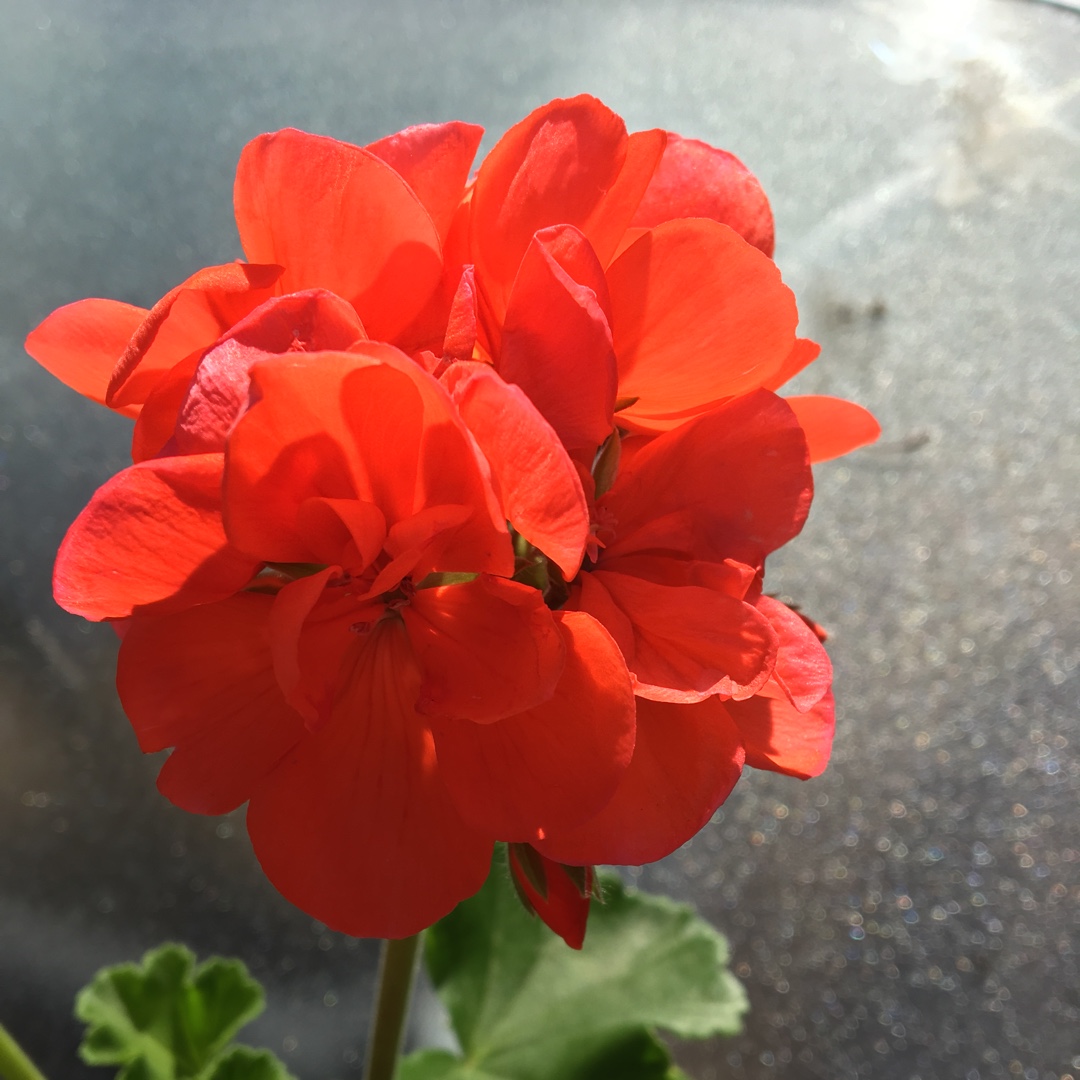 Pelargonium Grandeur Power Orange (Grandeur Power Series) in the GardenTags plant encyclopedia Pelargonium Grandeur Power Orange (Zonal) in the GardenTags plant encyclopedia
