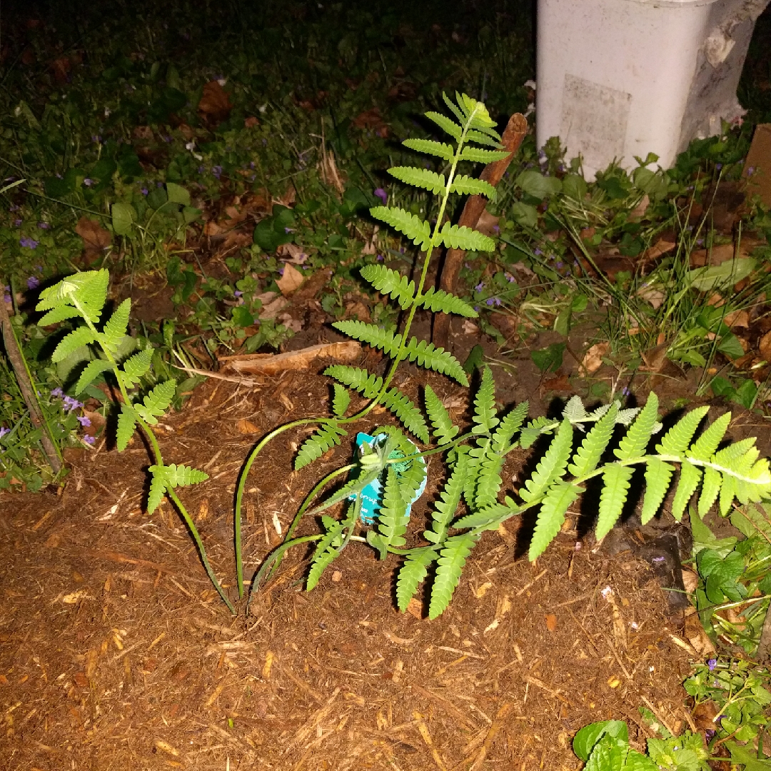 Osmunda claytoniana in the GardenTags plant encyclopedia Interrupted Fern in the GardenTags plant encyclopedia
