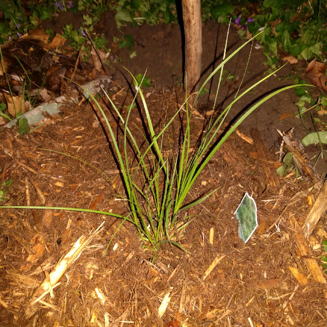 Carex pensylvanica in the GardenTags plant encyclopedia Pennsylvania Sedge in the GardenTags plant encyclopedia