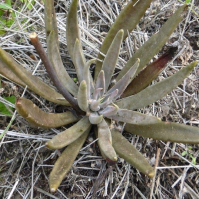 Echeveria Bifida in the GardenTags plant encyclopedia
