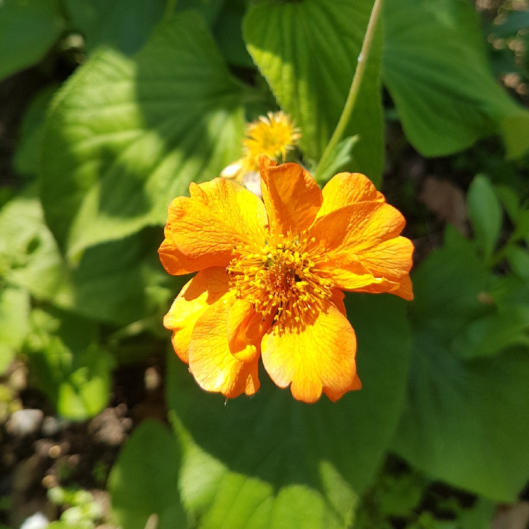 Geum Prinses Juliana in the GardenTags plant encyclopedia Avens Princess Juliana in the GardenTags plant encyclopedia