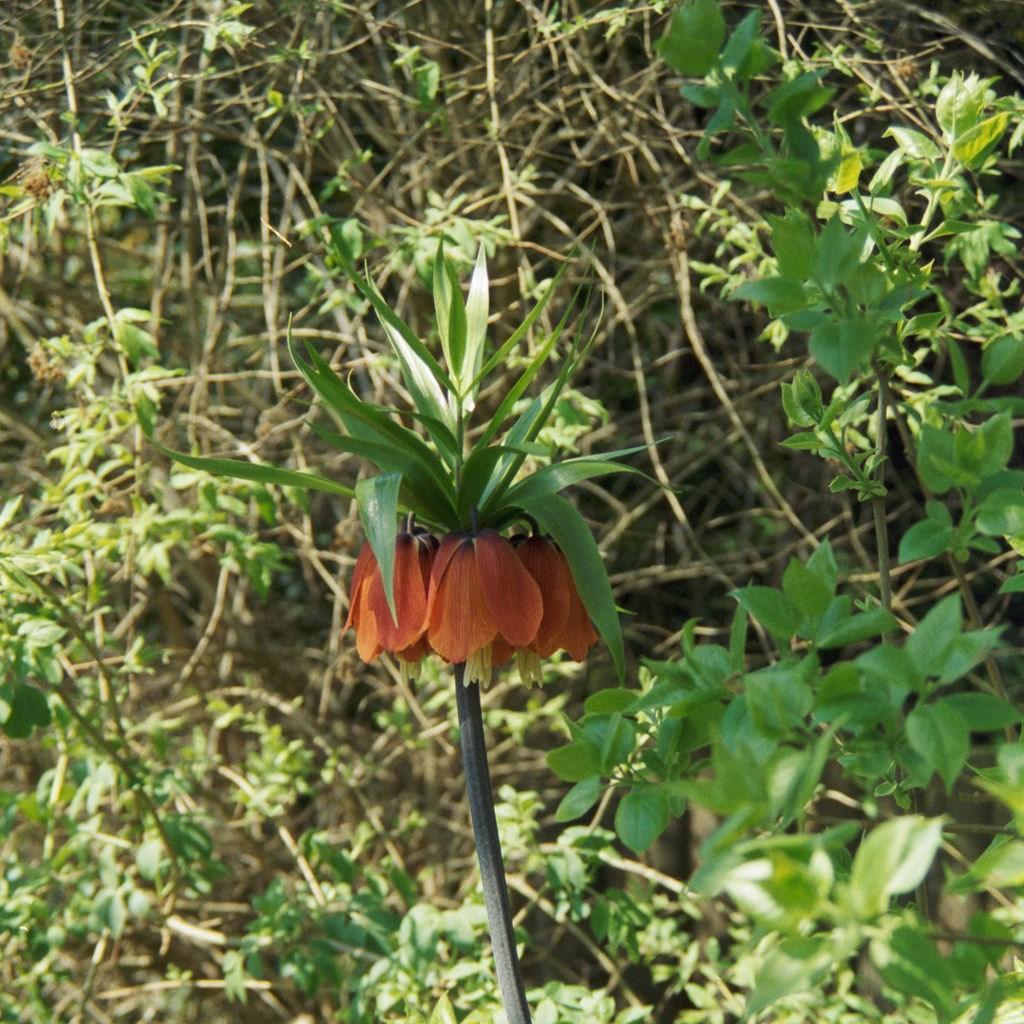 Fritillaria imperialis Bloms Orange Perfection in the GardenTags plant encyclopedia Crown Imperial Bloms Orange Perfection in the GardenTags plant encyclopedia