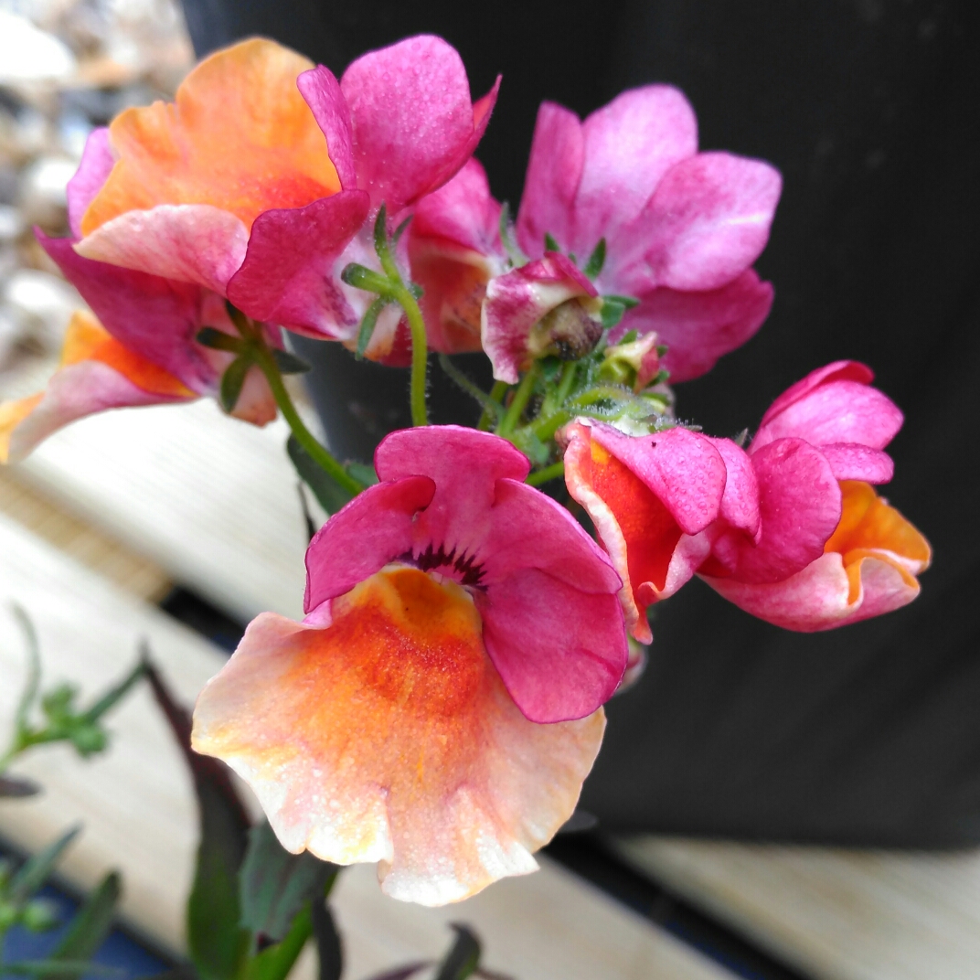 Nemesia Lyric Copper in the GardenTags plant encyclopedia Nemesia Lyric Copper in the GardenTags plant encyclopedia