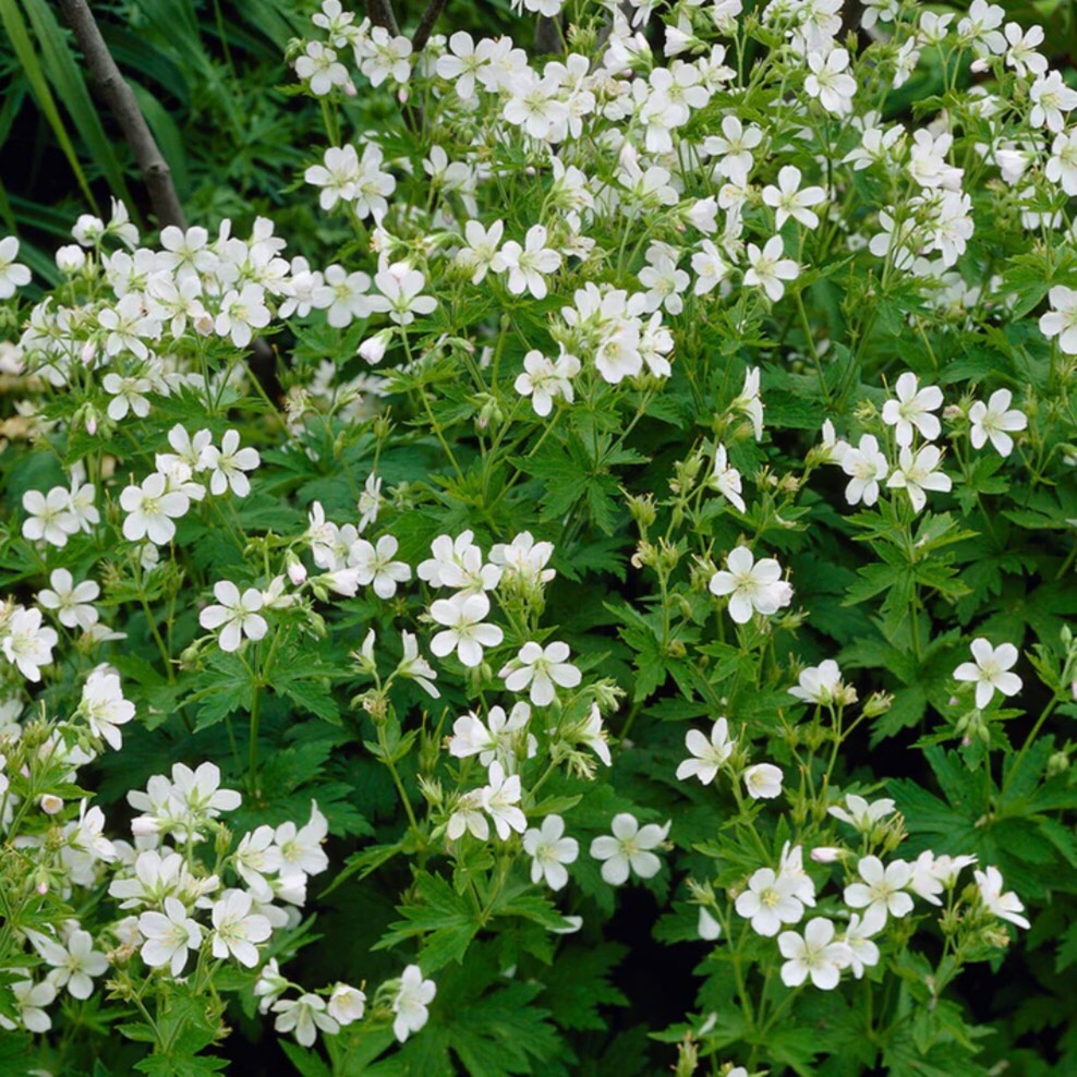Geranium Sylvaticum Album in the GardenTags plant encyclopedia Wood Cranesbill Album in the GardenTags plant encyclopedia
