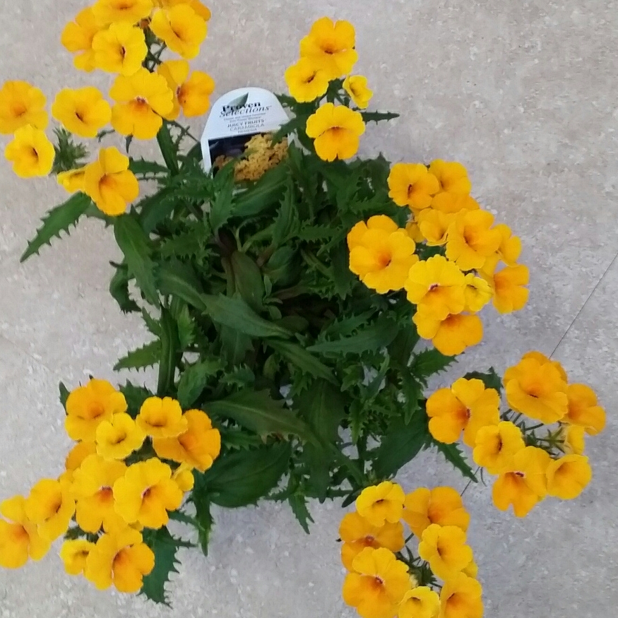Nemesia hybrid Juicy Fruits® Carambola in the GardenTags plant encyclopedia Nemesia Juicy Fruits® Carambola in the GardenTags plant encyclopedia
