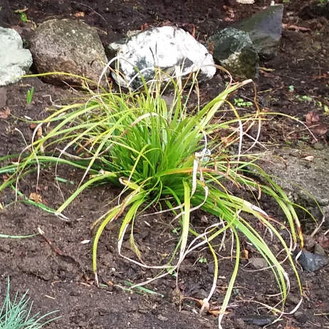 Carex Oshimensis Evergreen in the GardenTags plant encyclopedia Ornamental Sedge Evergreen in the GardenTags plant encyclopedia