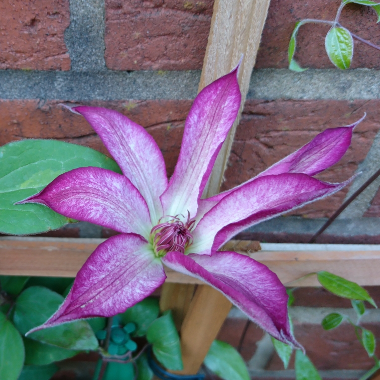 Clematis Tae in the GardenTags plant encyclopedia Clematis Tae in the GardenTags plant encyclopedia