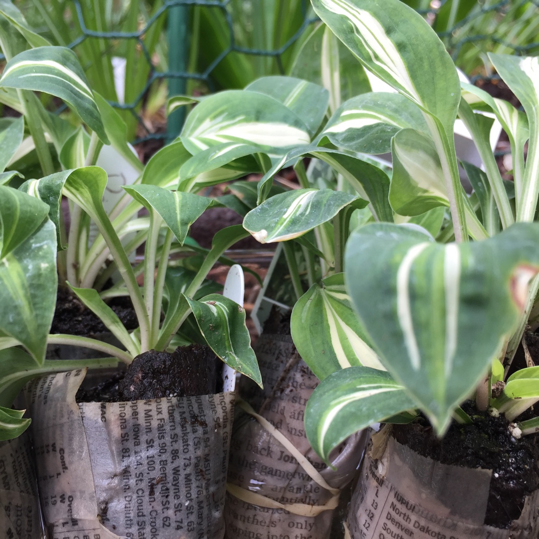 Hosta Pandoras Box in the GardenTags plant encyclopedia Plantain Lily Pandoras Box in the GardenTags plant encyclopedia