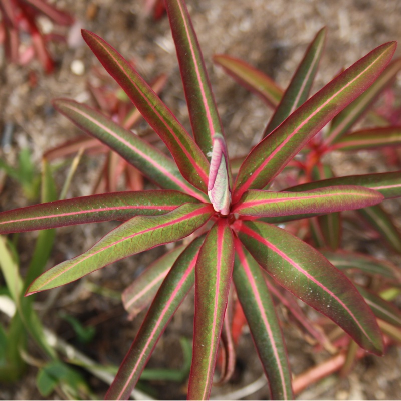 Euphorbia in the GardenTags plant encyclopedia Spurge in the GardenTags plant encyclopedia