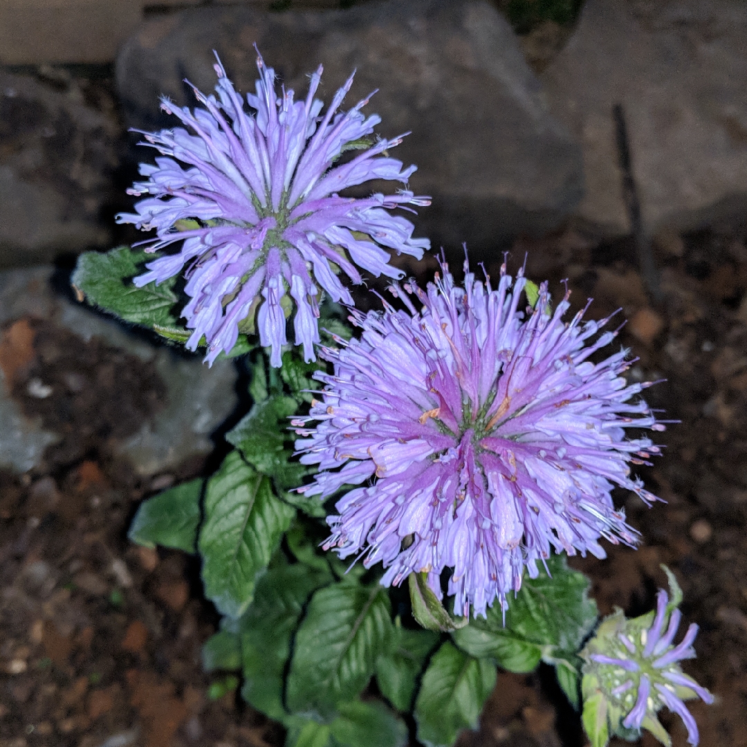Monarda didyma Sugar Buzz® Blue Moon in the GardenTags plant encyclopedia Bergamot Sugar Buzz® Blue Moon in the GardenTags plant encyclopedia