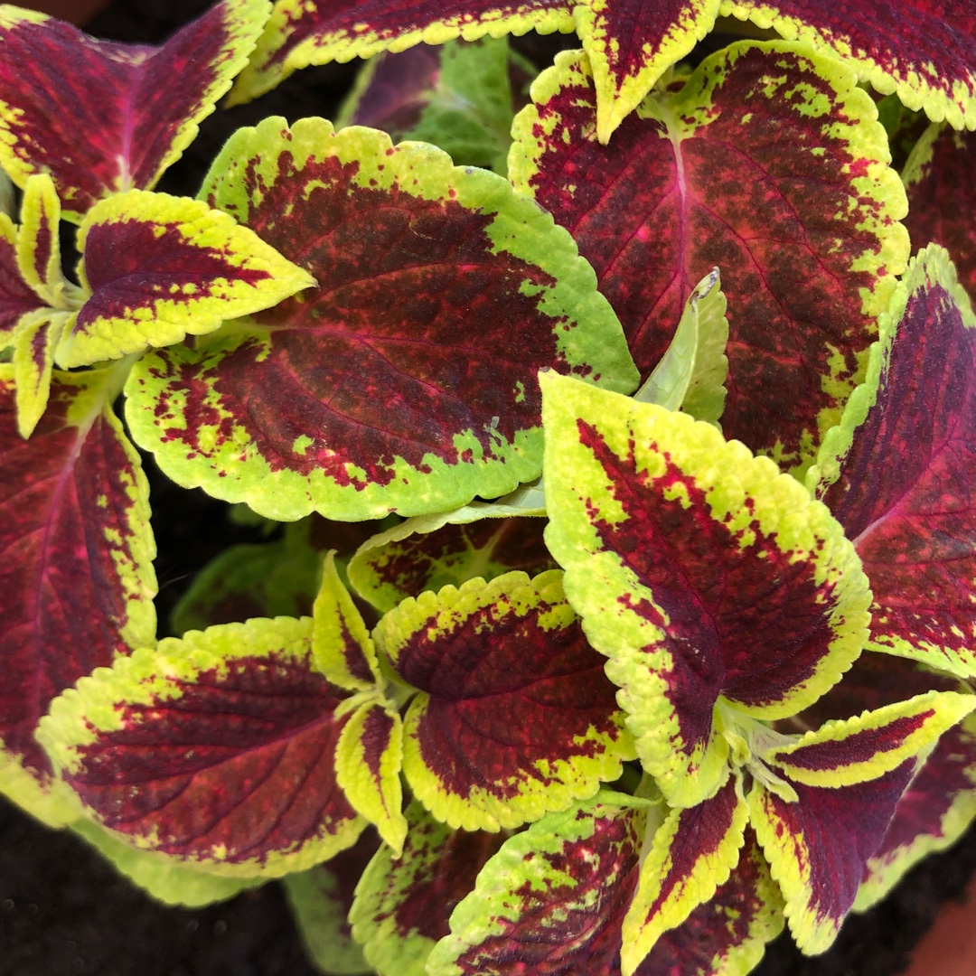 Plectranthus scutellarioides Crimson Gold in the GardenTags plant encyclopedia Coleus Crimson Gold in the GardenTags plant encyclopedia