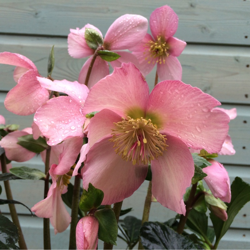 Helleborus x hybridus Sensas (Winter Angels Series) in the GardenTags plant encyclopedia Hellebore Sensas in the GardenTags plant encyclopedia