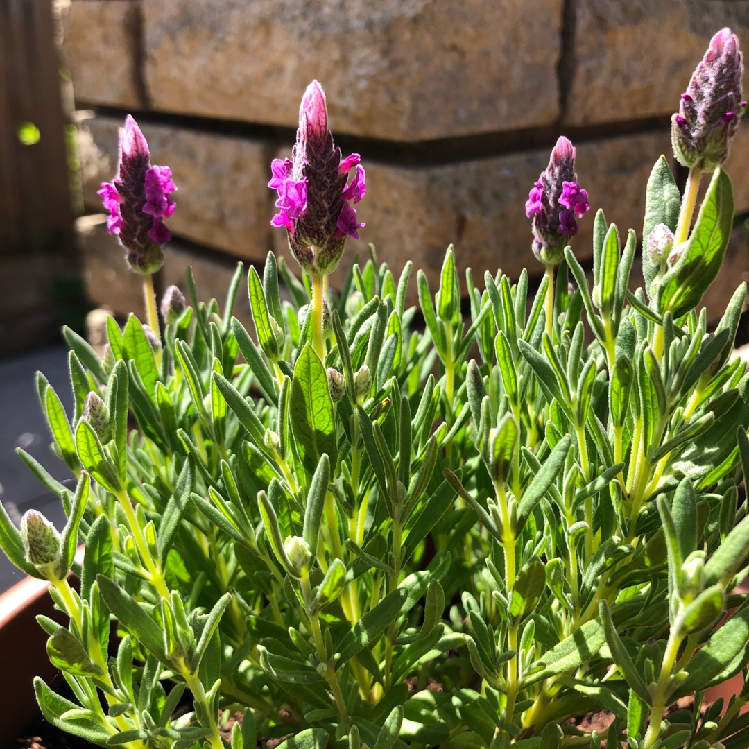 Lavender Bandera Pink in the GardenTags plant encyclopedia