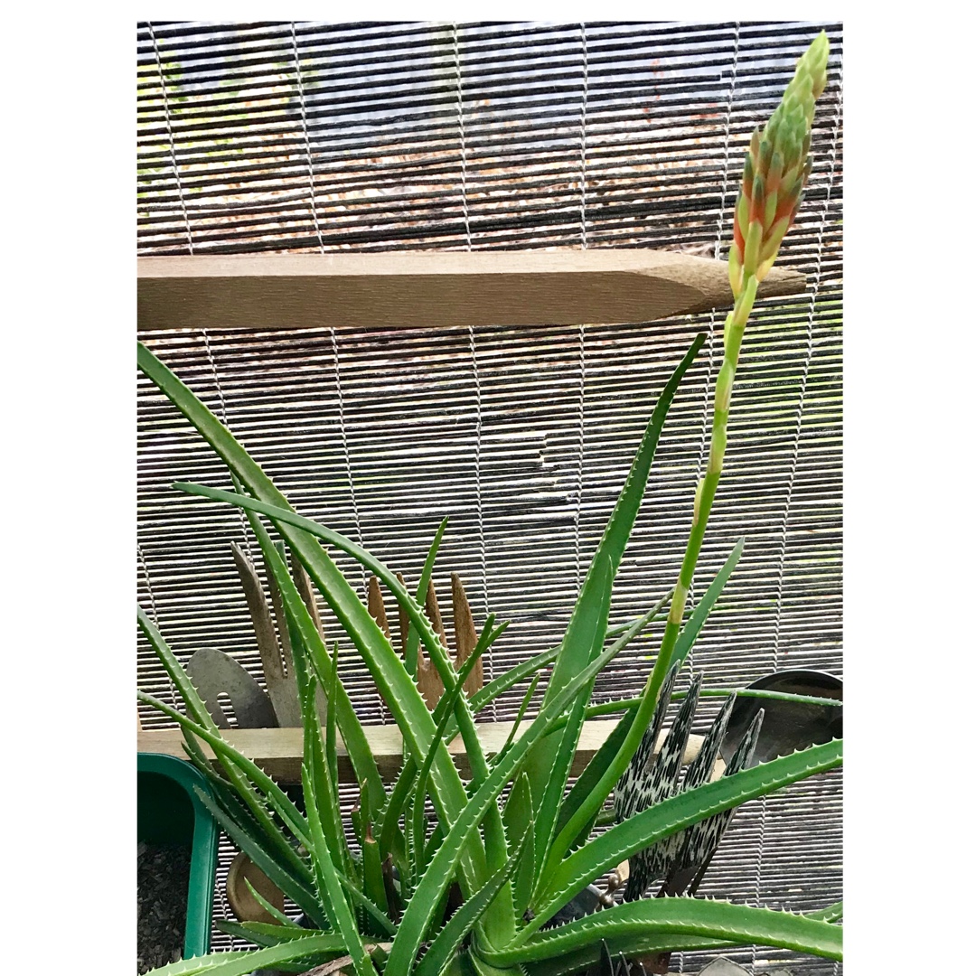 Aloe Topaz in the GardenTags plant encyclopedia Aloe Topaz in the GardenTags plant encyclopedia