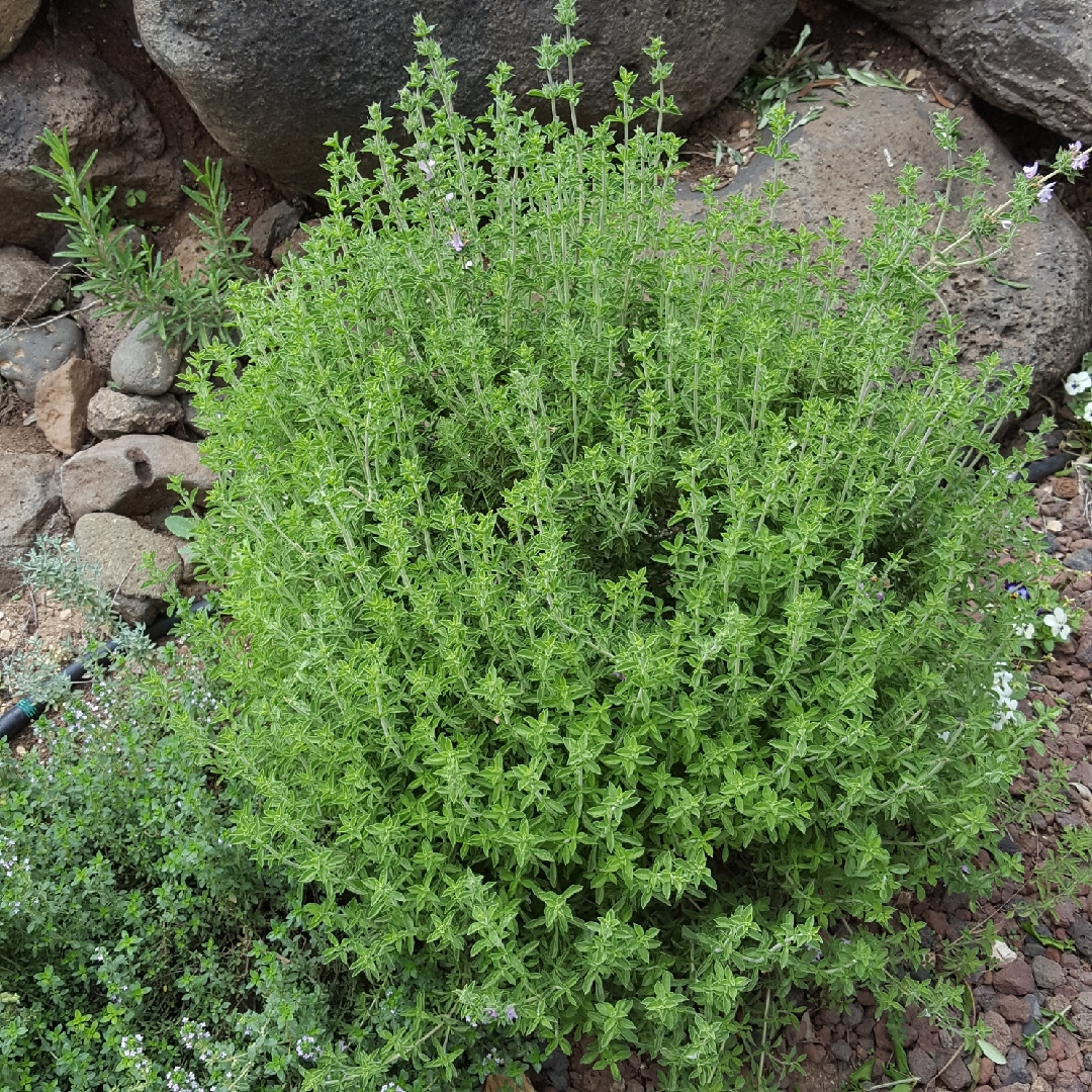 Satureja thymbra in the GardenTags plant encyclopedia Thyme-Leaved Savory in the GardenTags plant encyclopedia