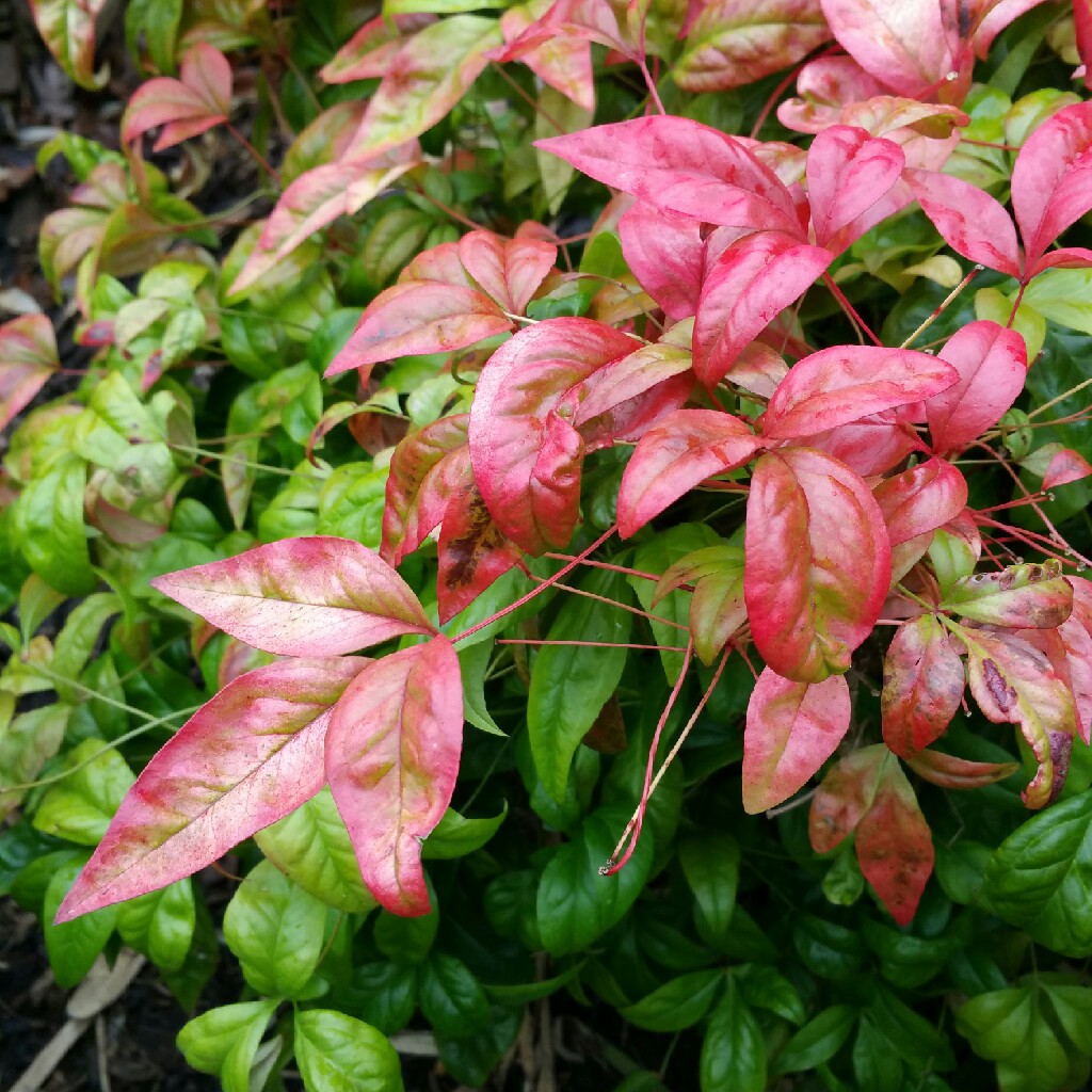 Nandina domestica Fire Power in the GardenTags plant encyclopedia Heavenly bamboo Fire Power in the GardenTags plant encyclopedia