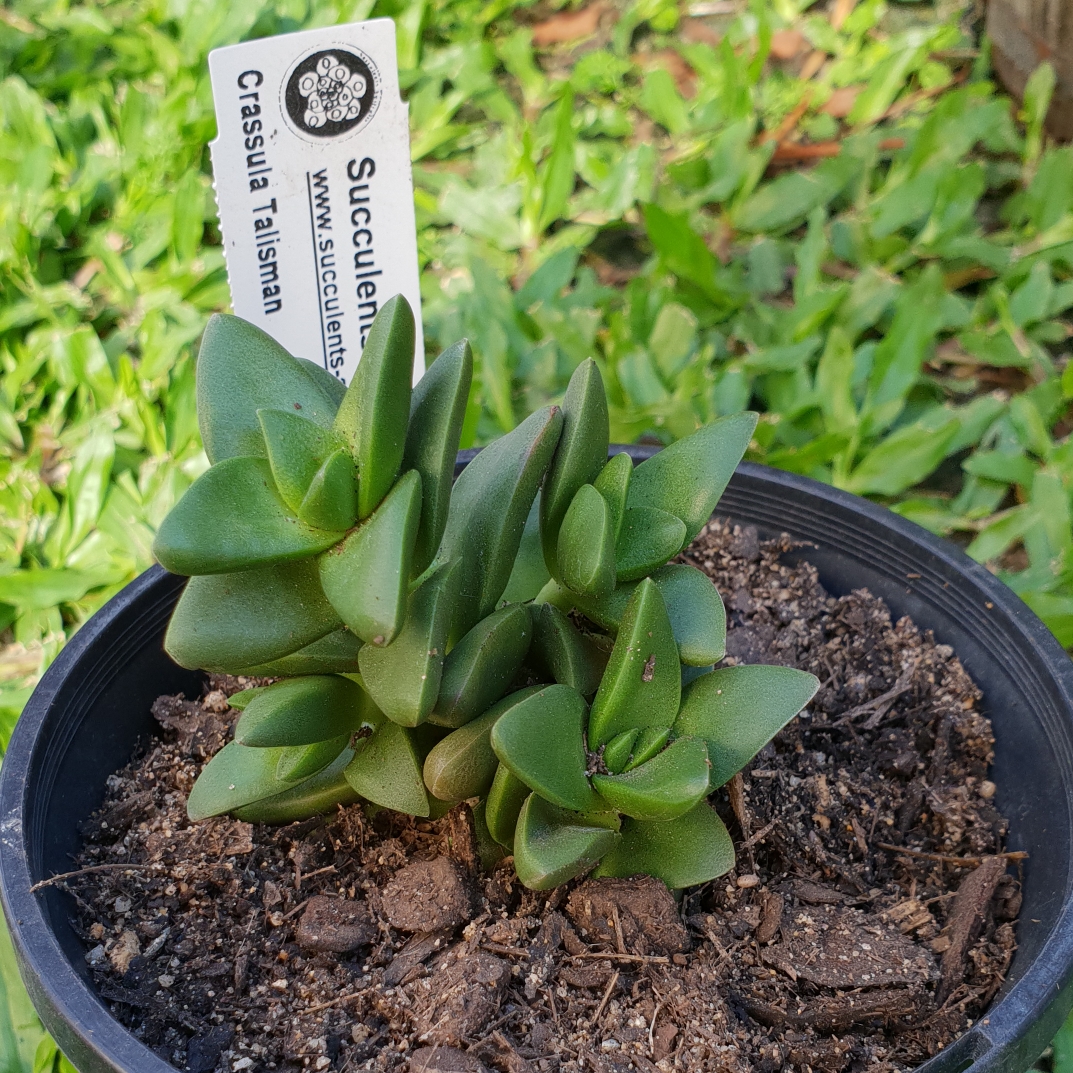 Crassula Talisman in the GardenTags plant encyclopedia Crassula Talisman in the GardenTags plant encyclopedia