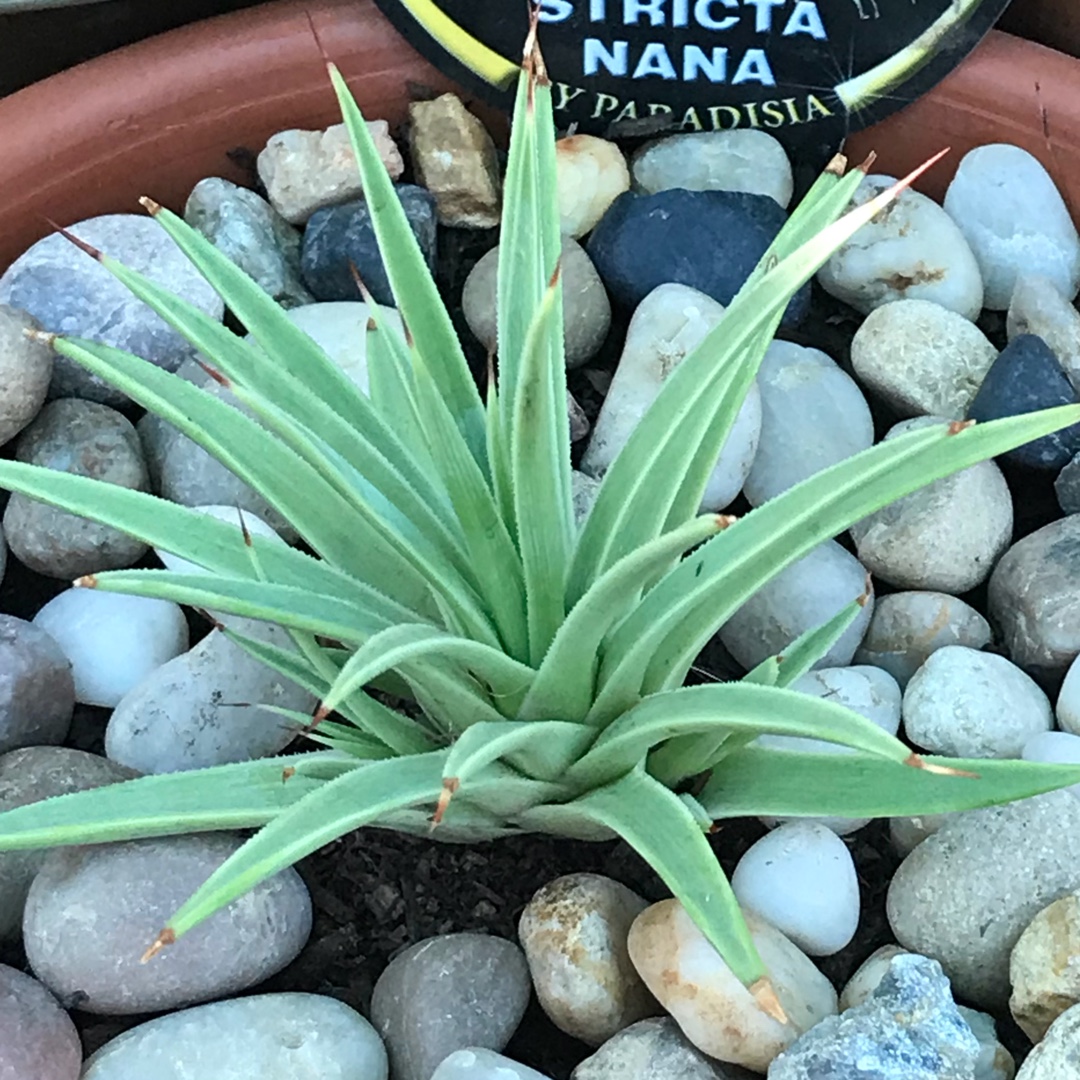 Agave Stricta Nana in the GardenTags plant encyclopedia Agave Stricta Nana in the GardenTags plant encyclopedia