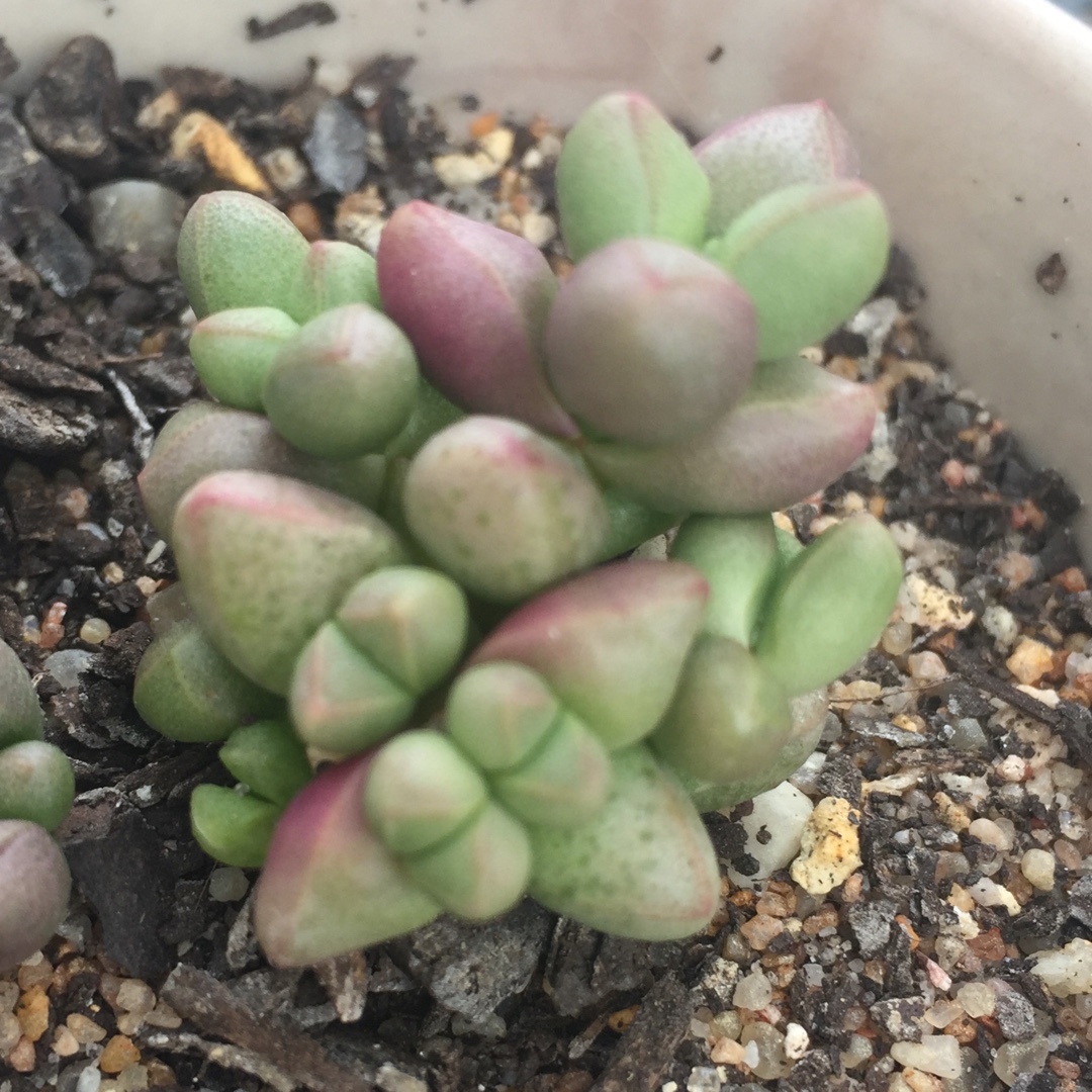 Crassula elegans in the GardenTags plant encyclopedia Crassula elegans in the GardenTags plant encyclopedia