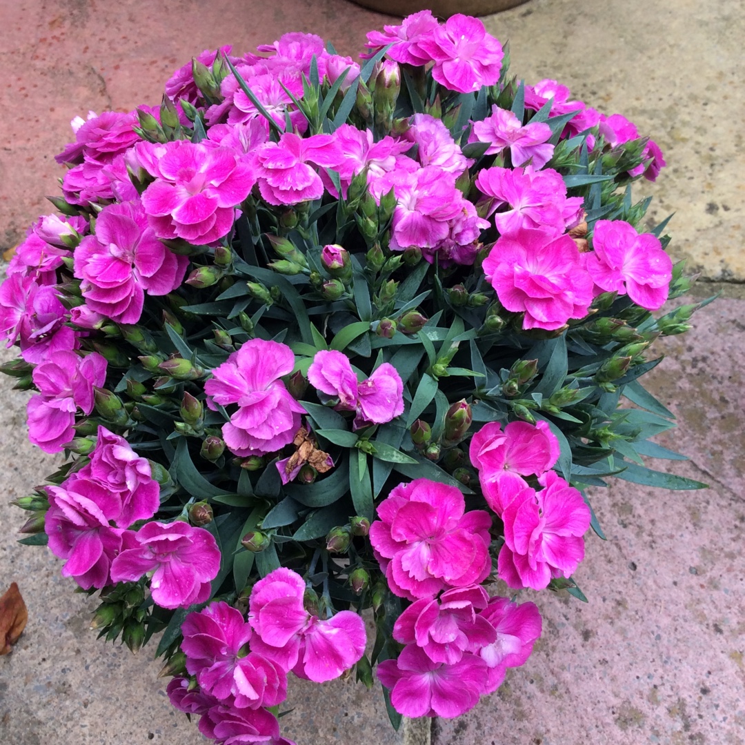 Dianthus caryophyllus Peman in the GardenTags plant encyclopedia Border carnation Peman in the GardenTags plant encyclopedia