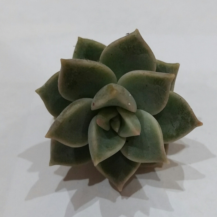 xGraptoveria Calva in the GardenTags plant encyclopedia Graptoveria Calva in the GardenTags plant encyclopedia
