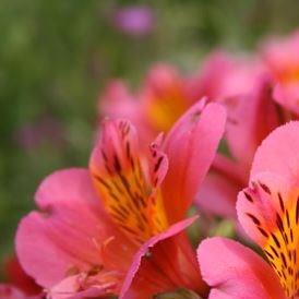 Alstroemeria Sirius (Planet Series) in the GardenTags plant encyclopedia Peruvian Lily Sirius in the GardenTags plant encyclopedia