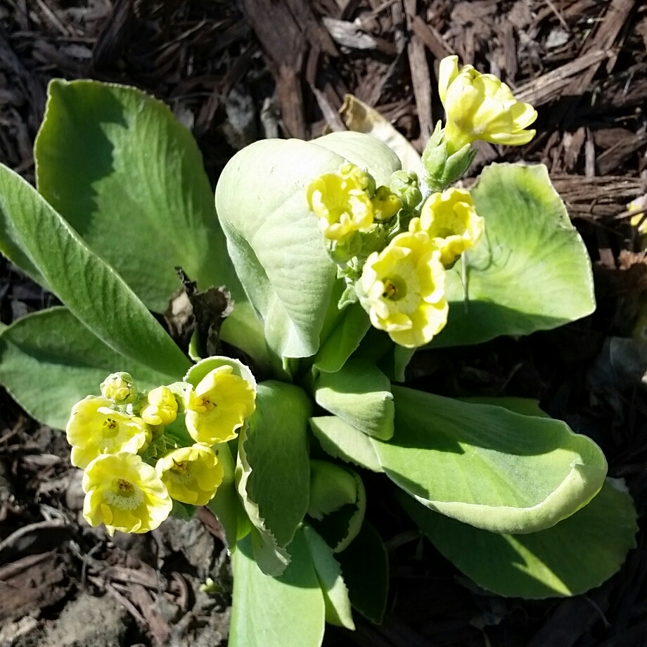 Primula Pubescens Exhibition Yellow in the GardenTags plant encyclopedia Auricular Primrose Yellow in the GardenTags plant encyclopedia