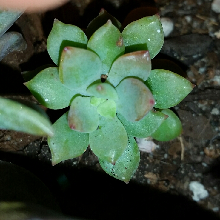x Graptosedum Joan Steele in the GardenTags plant encyclopedia Graptosedum Joan Steele in the GardenTags plant encyclopedia