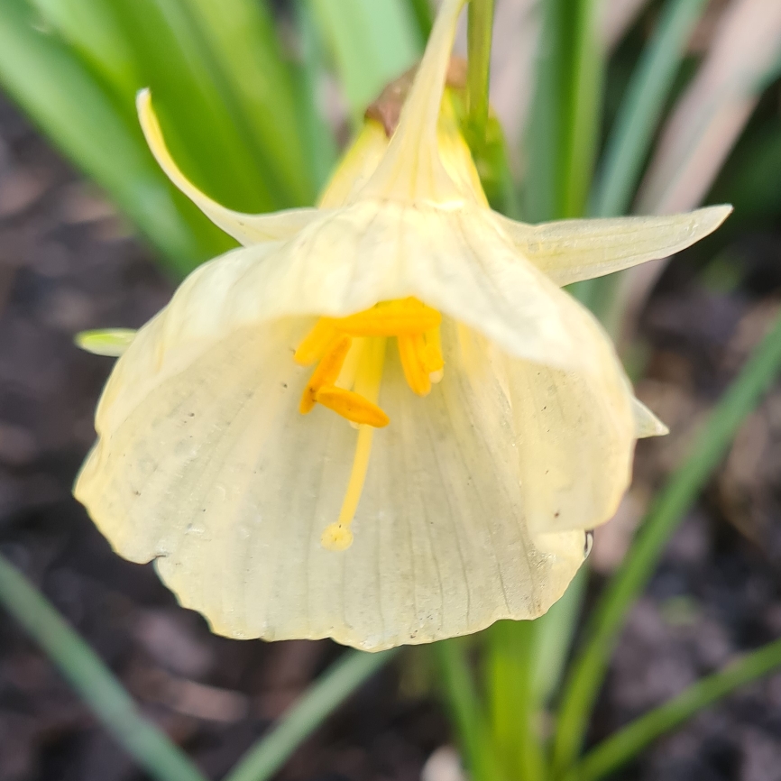 Narcissus Spoirot in the GardenTags plant encyclopedia Daffodil Spoirot (Bulbocodium) in the GardenTags plant encyclopedia