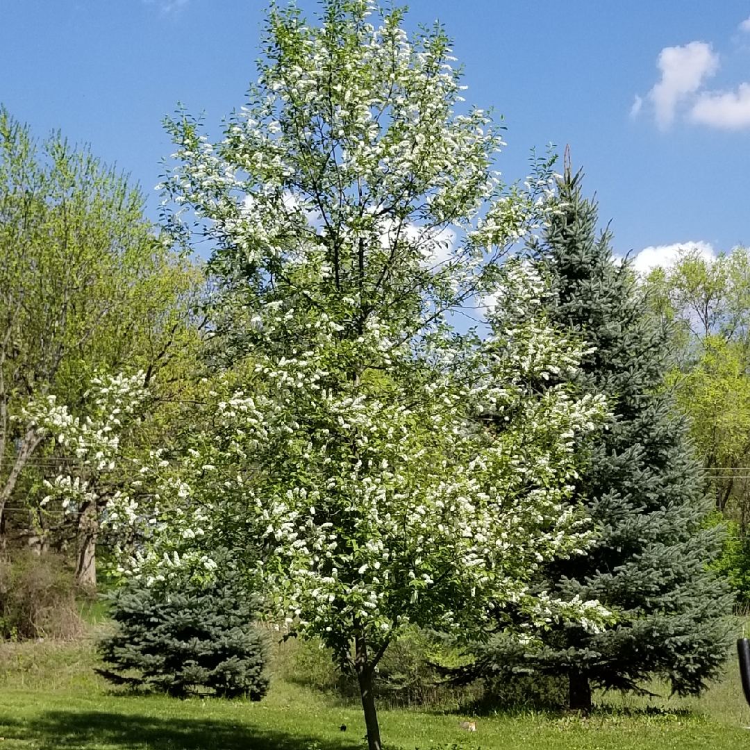 Malus Snowdrift in the GardenTags plant encyclopedia Crab Apple Snowdrift in the GardenTags plant encyclopedia