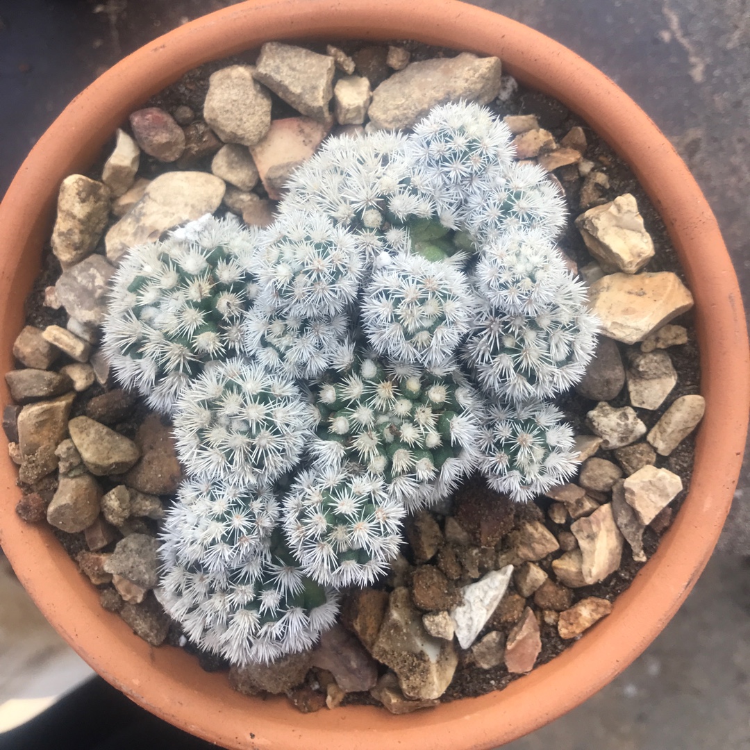Mammillaria Arizona Snowcap in the GardenTags plant encyclopedia