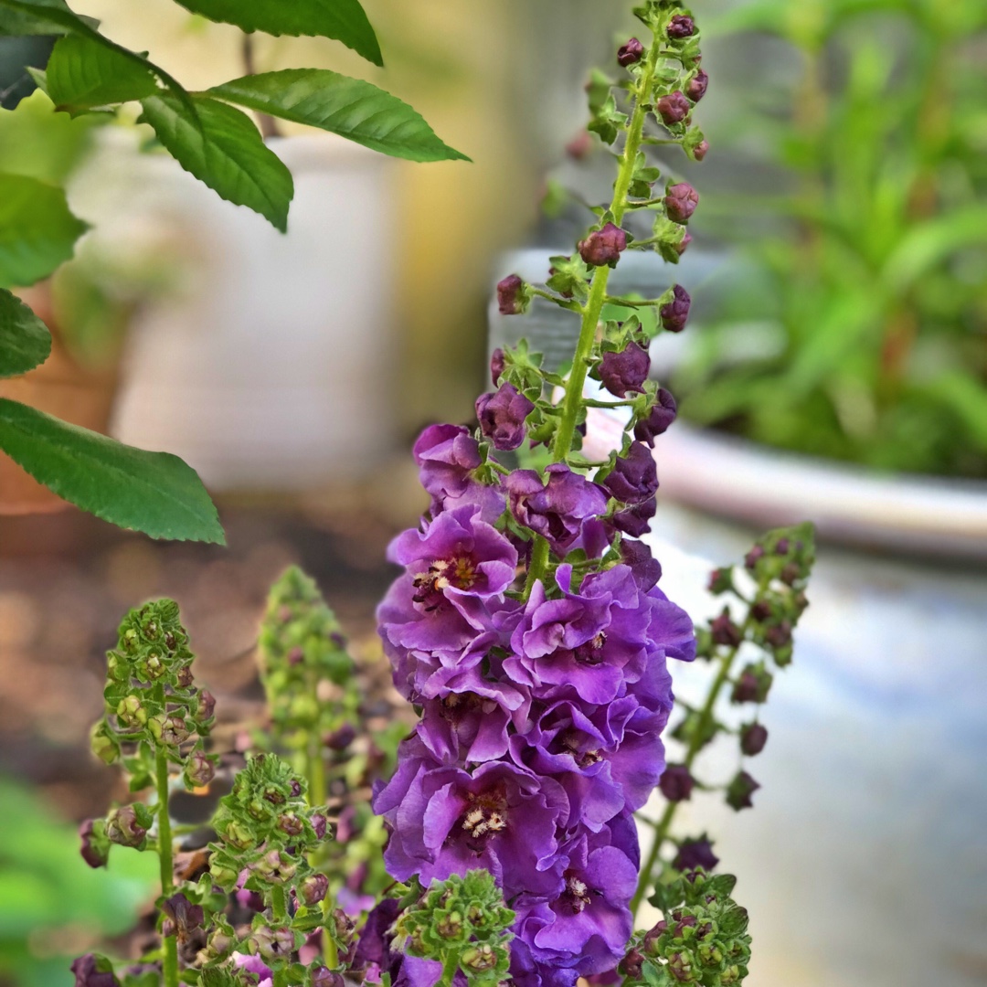 Verbascum phoeniceum Violetta in the GardenTags plant encyclopedia Purple Mullein Violetta in the GardenTags plant encyclopedia