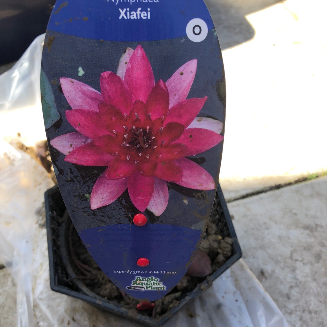 Nymphaea Xiafei in the GardenTags plant encyclopedia Water Lily Xiafei in the GardenTags plant encyclopedia