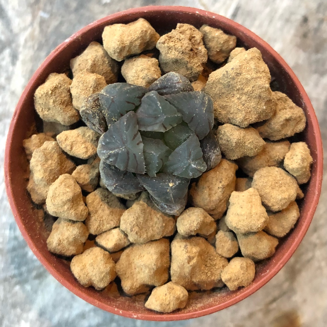 Haworthia Shizukaishi in the GardenTags plant encyclopedia Haworthia Shizukaishi in the GardenTags plant encyclopedia