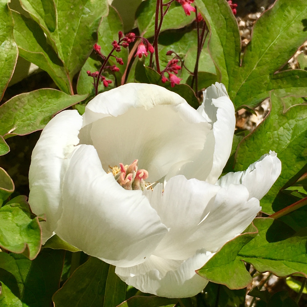 Paeonia x suffruticosa Xiang Yu syn. Paeonia x suffruticosa Fragrant Jade in the GardenTags plant encyclopedia Tree Peony Xiang Yu in the GardenTags plant encyclopedia