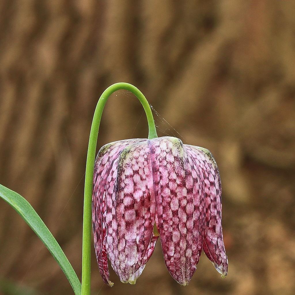 Fritillaria meleagris in the GardenTags plant encyclopedia Snakes Head Fritillary in the GardenTags plant encyclopedia