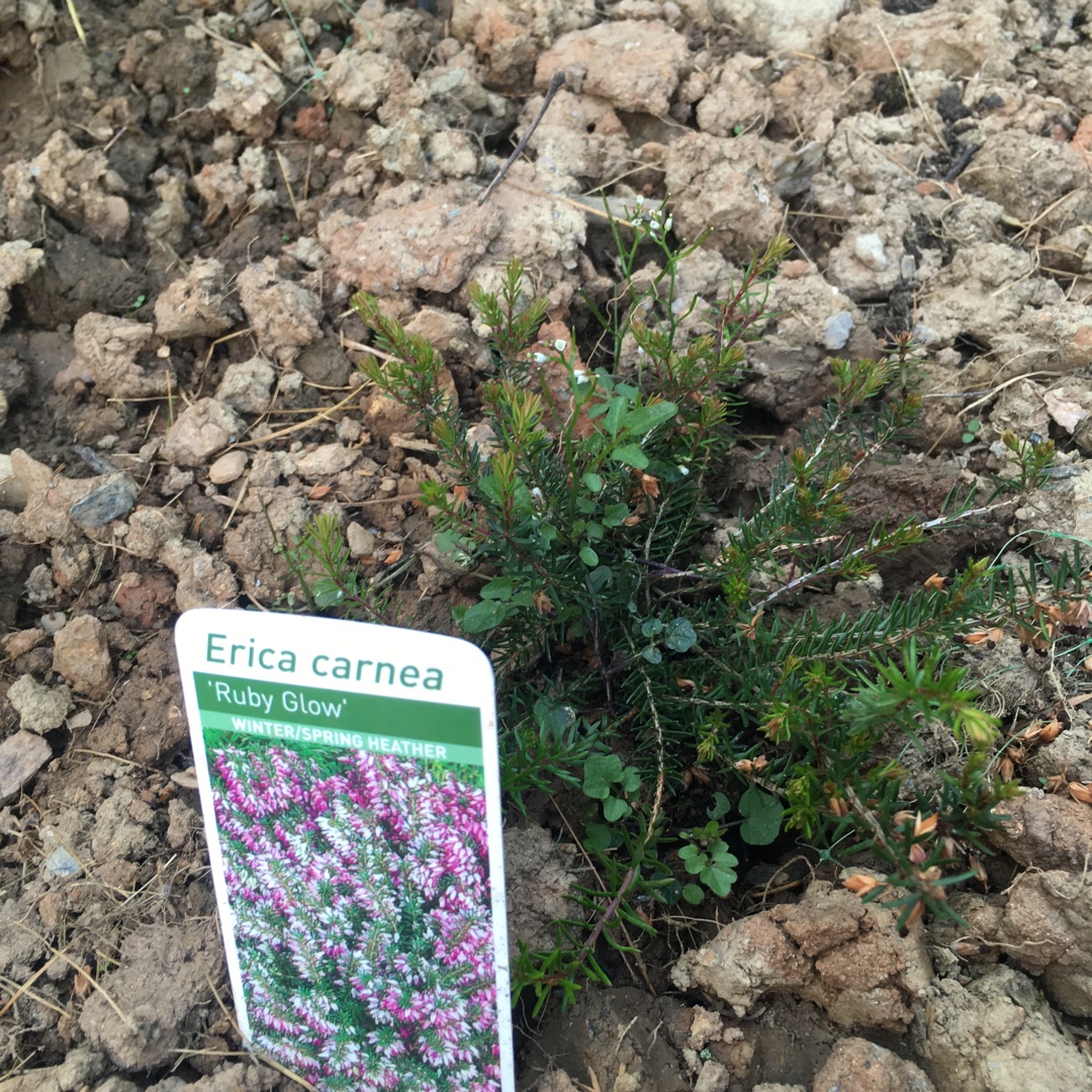Erica carnea Ruby Glow in the GardenTags plant encyclopedia Winter Heath Ruby Glow in the GardenTags plant encyclopedia