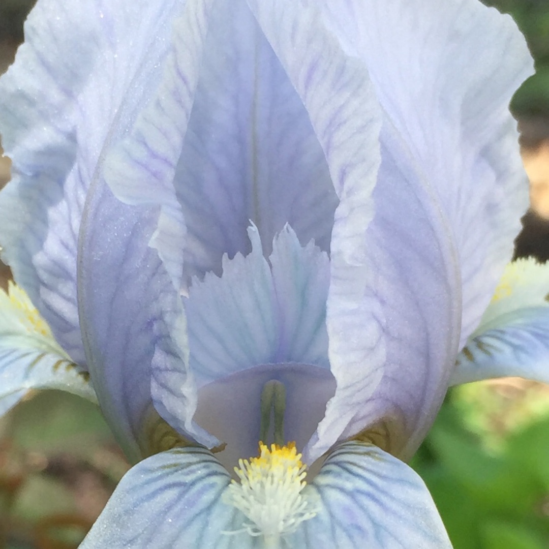 Iris x germanica Blue Denim in the GardenTags plant encyclopedia Bearded Iris Blue Denim (Standard Dwarf) in the GardenTags plant encyclopedia