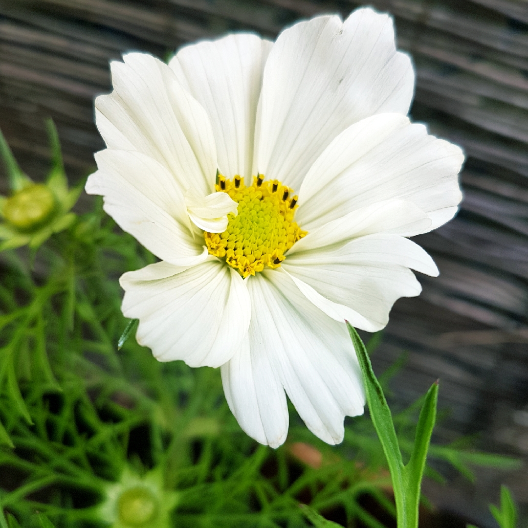 Cosmos bipinnatus Apollo White in the GardenTags plant encyclopedia Cosmea Apollo White in the GardenTags plant encyclopedia