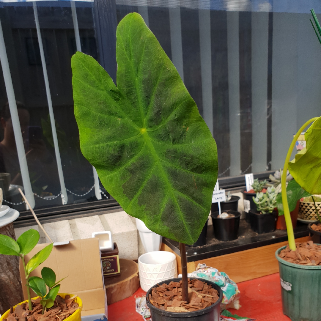 Colocasia esculenta Illustris in the GardenTags plant encyclopedia Elephant Ear Illustris in the GardenTags plant encyclopedia