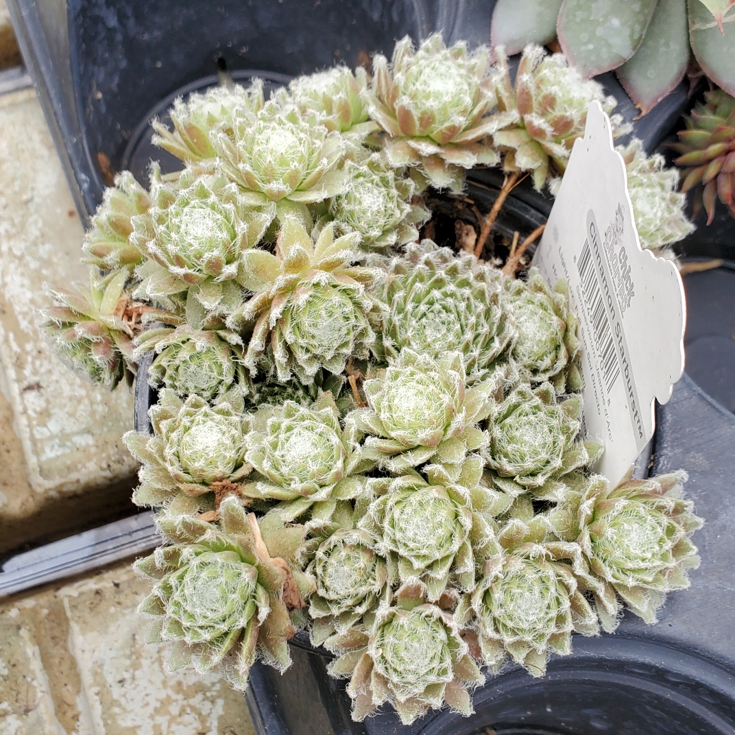 Sempervivum Cinnamon Starburst in the GardenTags plant encyclopedia Sempervivum Cinnamon Starburst in the GardenTags plant encyclopedia