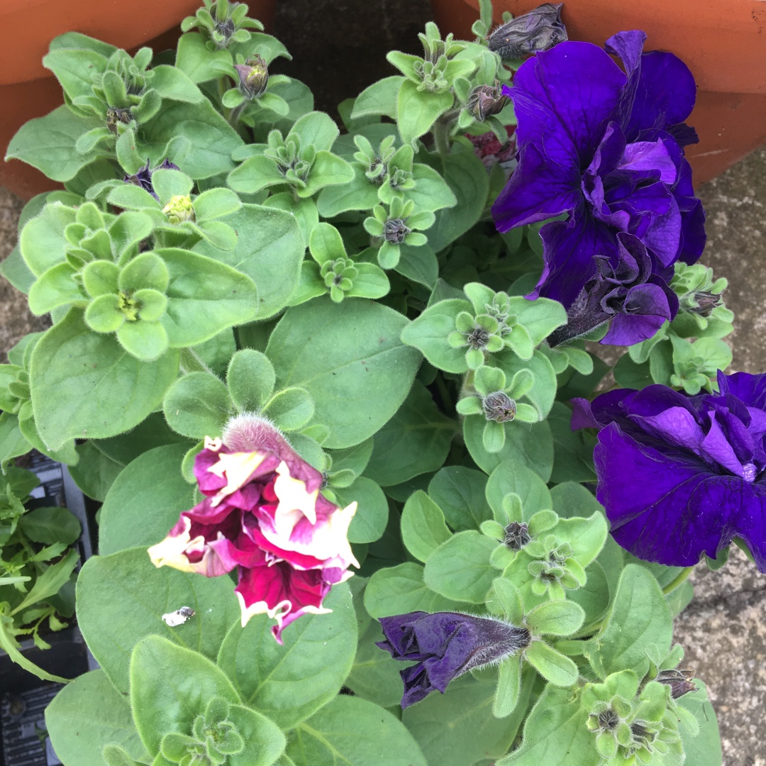 Petunia Pirouette Mix (Mix) in the GardenTags plant encyclopedia Petunia Pirouette Mix (Mix) in the GardenTags plant encyclopedia