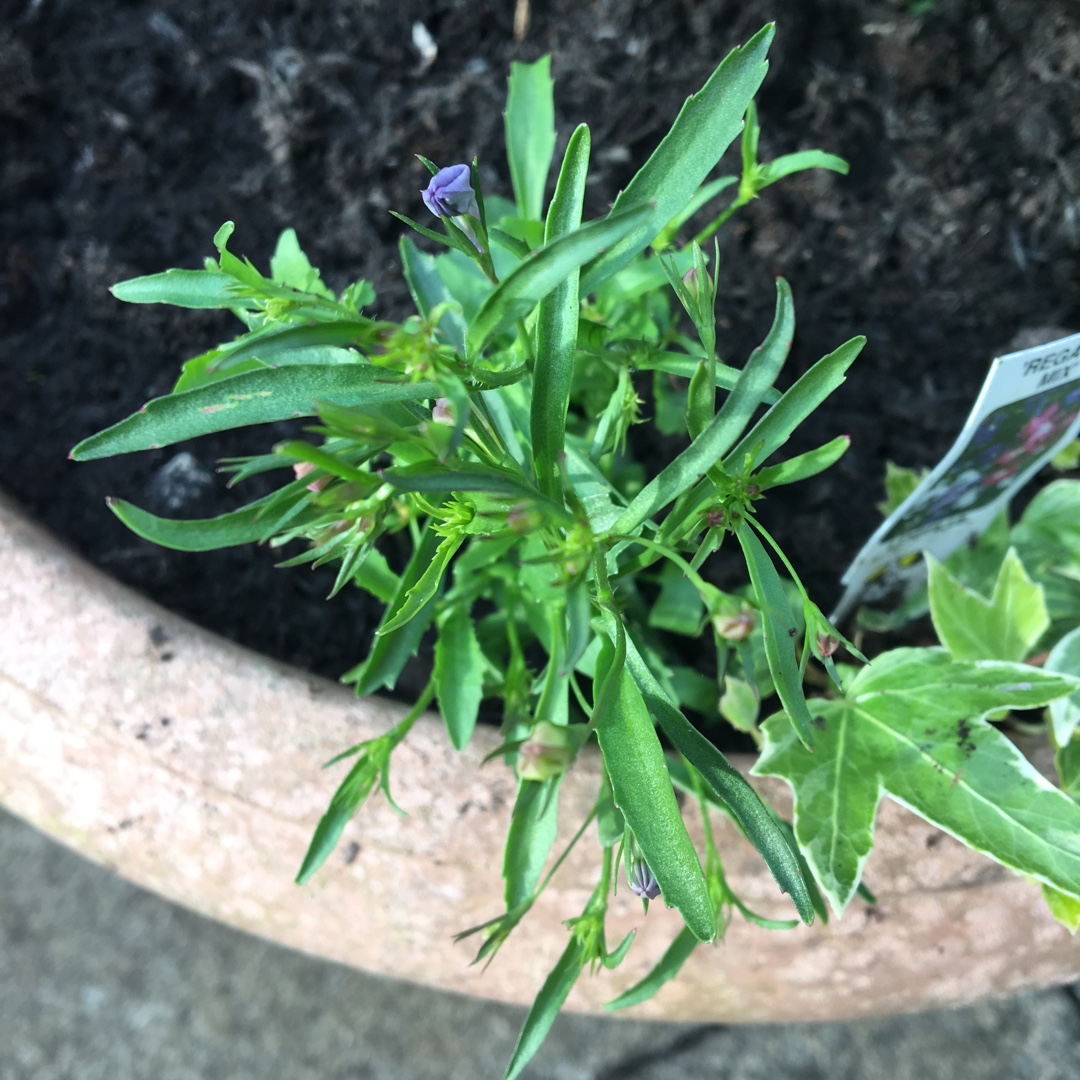 Lobelia erinus Regatta Mix (Mix) in the GardenTags plant encyclopedia Lobelia Regatta Mix (Mix) in the GardenTags plant encyclopedia