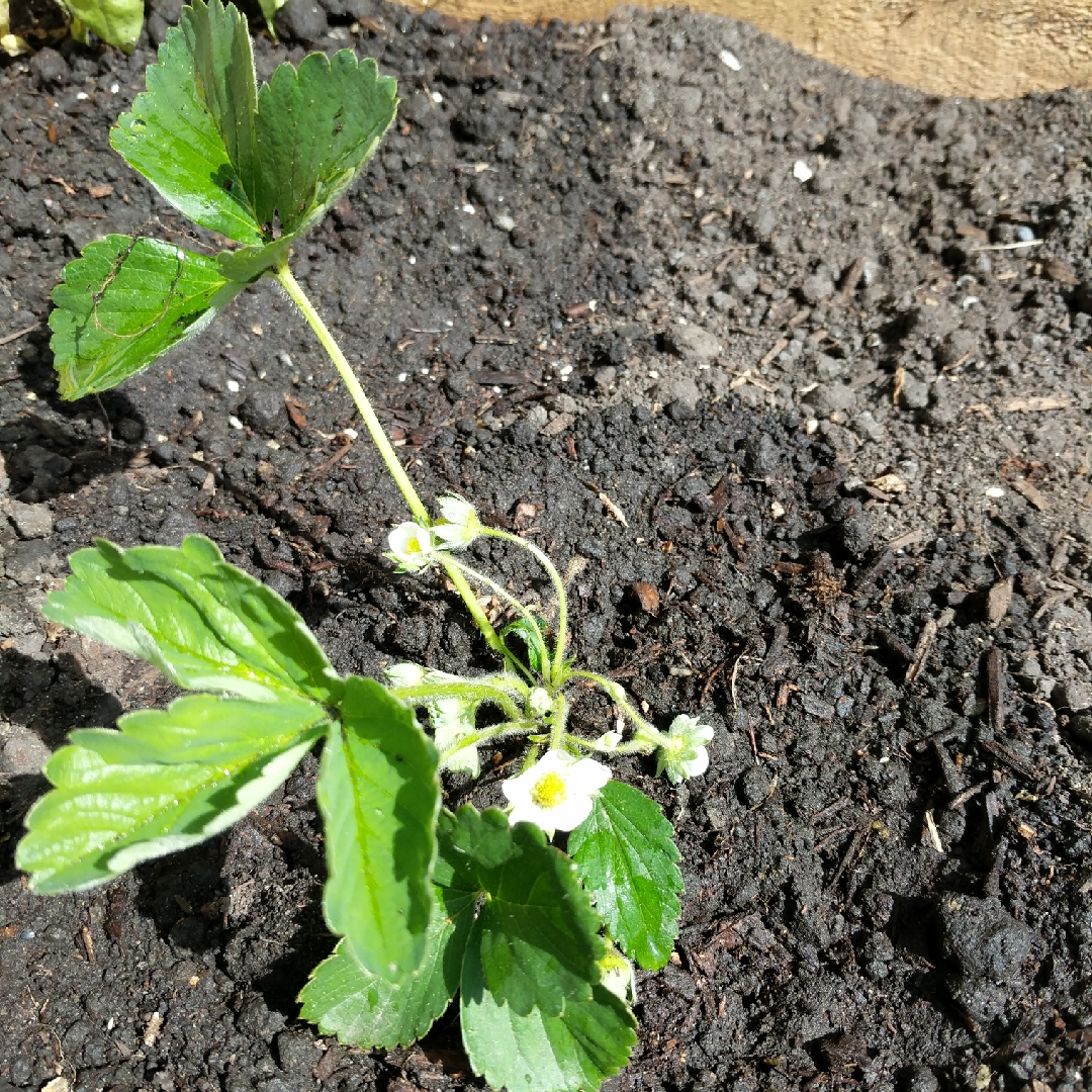 Strawberry Fort Laramie in the GardenTags plant encyclopedia