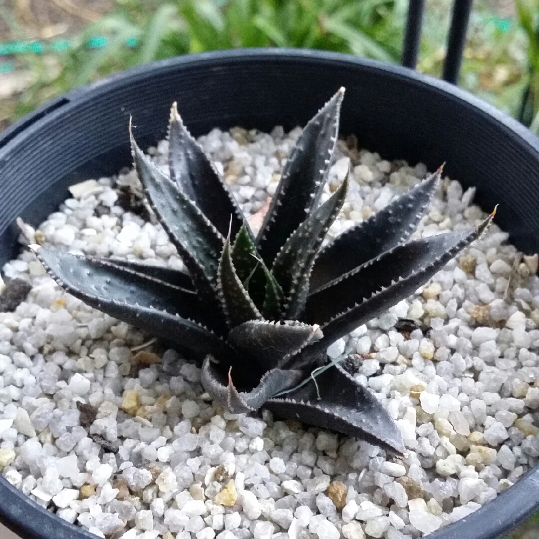 x Gasteraloe Arack in the GardenTags plant encyclopedia Gasteraloe Arack in the GardenTags plant encyclopedia