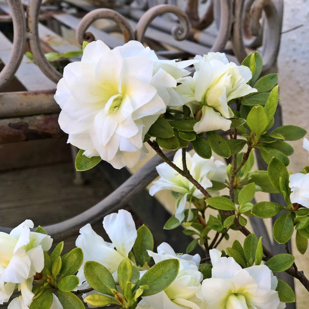 Rhododendron indicum White Bouquet syn. Azalea indica White Bouquet in the GardenTags plant encyclopedia Azalea White Bouquet in the GardenTags plant encyclopedia