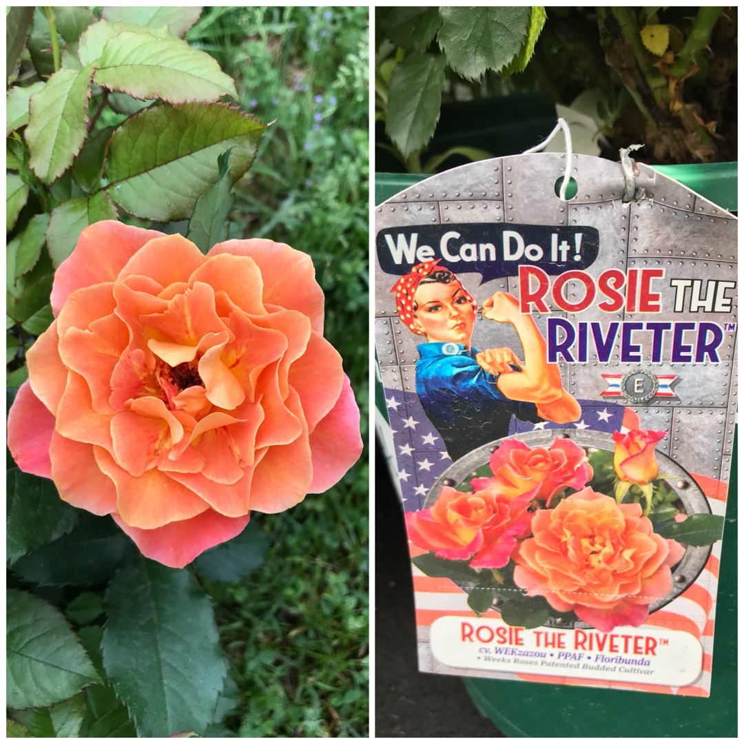 Rosa Rosie The Riveter in the GardenTags plant encyclopedia Floribunda Rose Rosie The Riveter in the GardenTags plant encyclopedia
